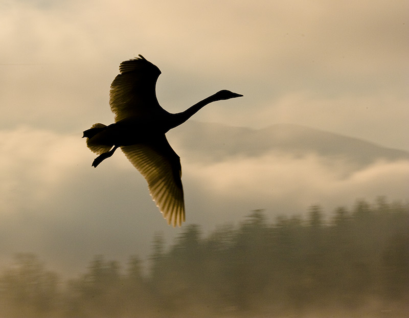 Trumpeter Swan In Flight